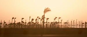 幸福內心禪 38 你是修行的草莓族嗎 ?