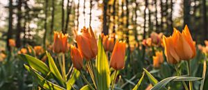 Talk 10 從NLP 談 接受不完美的勇氣