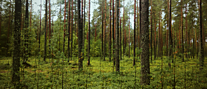 星空悄悄話 24 捕夢網、願力環與雷諾曼卡