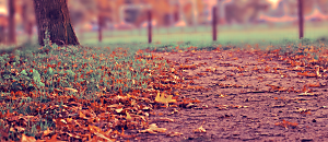 星空悄悄話 18 靈性彩油與魔法油