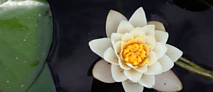 生活新鮮樂-103 《海賊王的哲學課》《吃出天生燒油好體質》