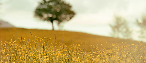 天狼星FRANK星際傳訊-018問題彙整第一集