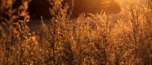 幸福內心禪139 疾病~人生的大導師