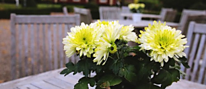 歐林光智慧 11 愛的臣服