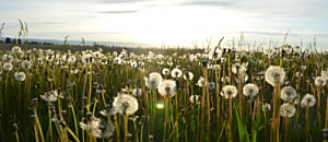 幸福內心禪(243) 標題：怎樣和顏悅色地讓事情成就？